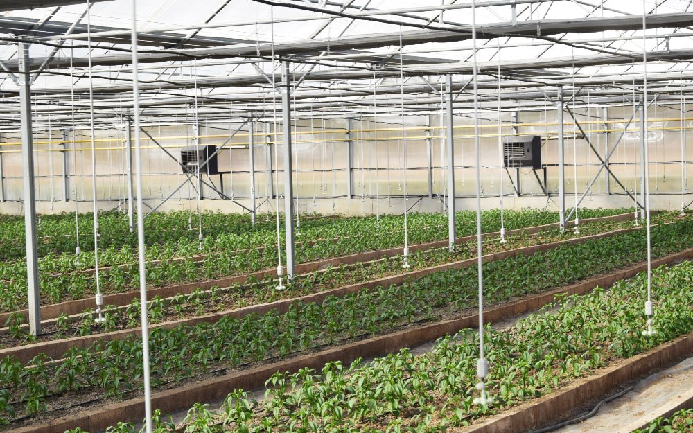 Fanlı Sera Sobası Nedir? Sera Isıtmasında En Verimli Çözüm